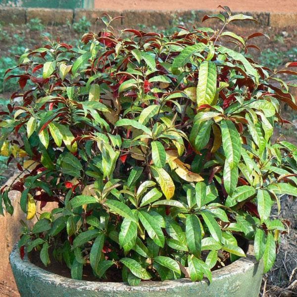 excoecaria - plant