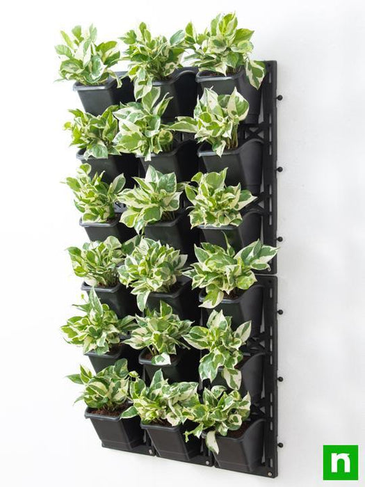 money plant vertical garden Buy Exhibit Variegated Foliage Beauty with Indoor Vertical Garden online from Nurserylive at lowest price