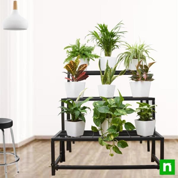 Buy Fascinating indirect light houseplants on 3tier metal stand online