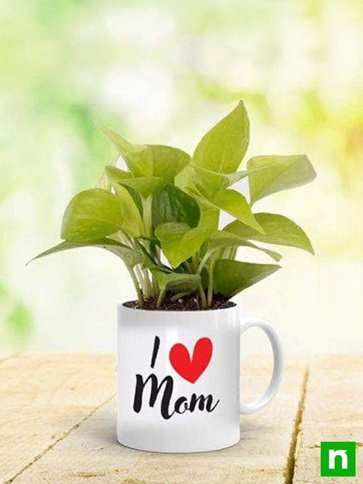 feng shui money plant in a mug for lovely mother 