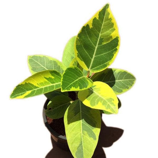 ficus benghalensis variegata - plant