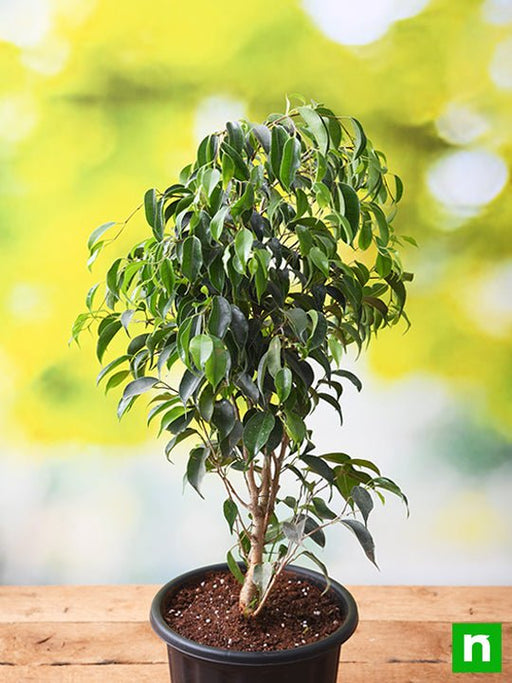 The Ultimate Guide to Buying Ficus Plants: Tips for First-Time Buyers The Ultimate Guide to Buying Ficus Plants: Tips for First-Time Buyers