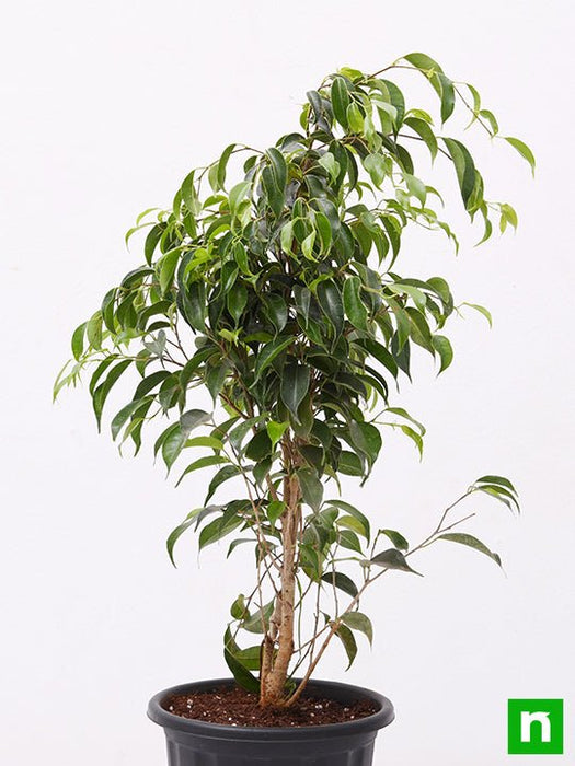 ficus benjamina - plant