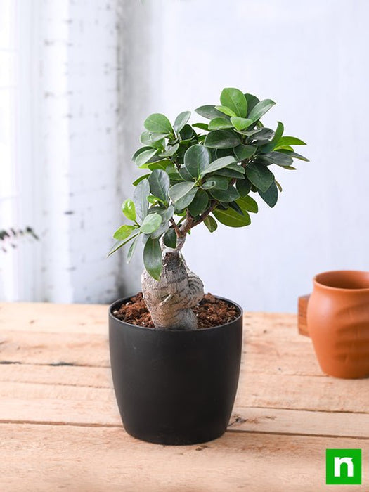 bonsai tree price in kerala Buy Ficus Bonsai