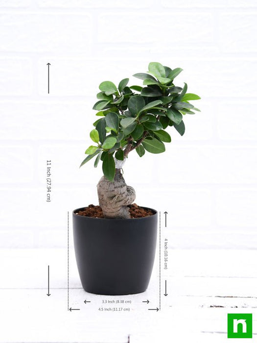 Ficus Microcarpa Live Bonsai Tree - Buy Indian Bonsai Delhi Home