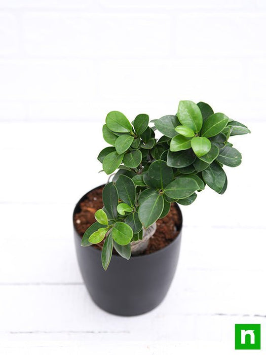 ficus bonsai - plant