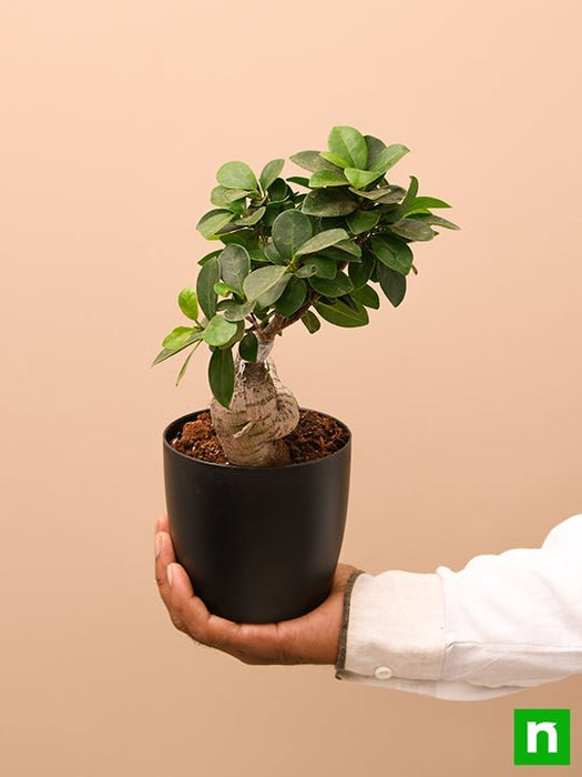 ficus bonsai - plant