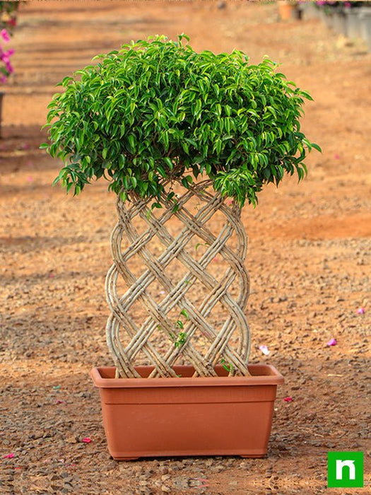ficus bonsai vertical braided arrangement - plant