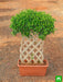 ficus bonsai vertical braided arrangement - plant