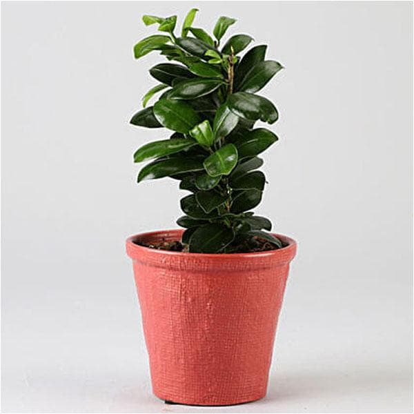 Buy Ficus Compacta