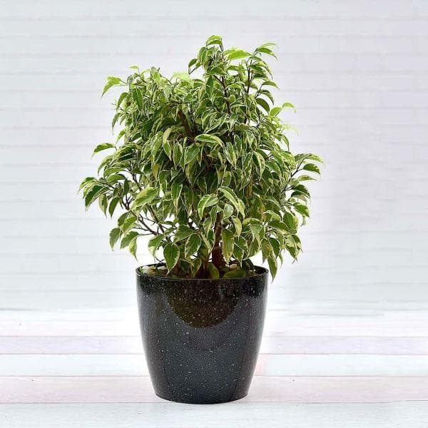ficus compacta variegated - plant