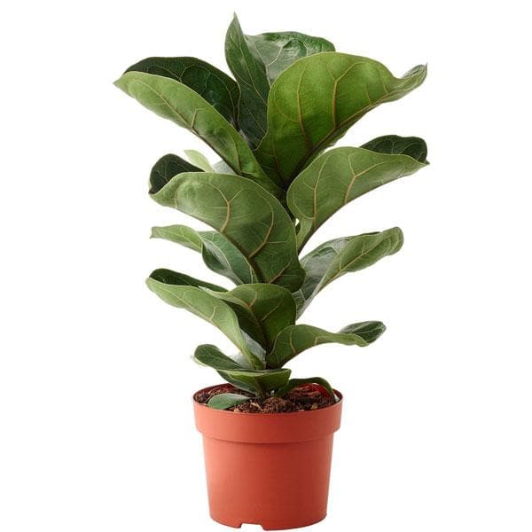 fiddle leaf fig price Buy Ficus Lyrata Bambino, Dwarf Fiddle Leaf Fig