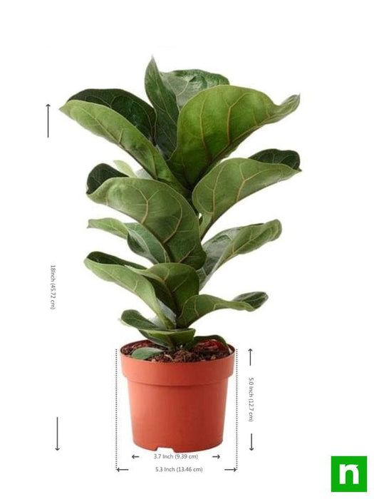 fiddle leaf fig seeds for sale Buy Ficus Lyrata Bambino, Dwarf Fiddle Leaf Fig