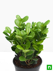 ficus moclame - plant
