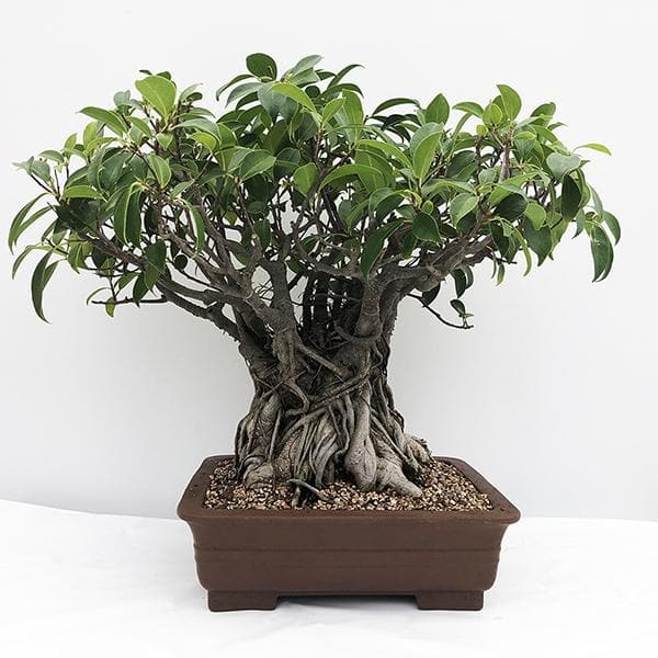 Buy Ficus Multiroots 175 cm - Plant online from Nurserylive at lowest ...