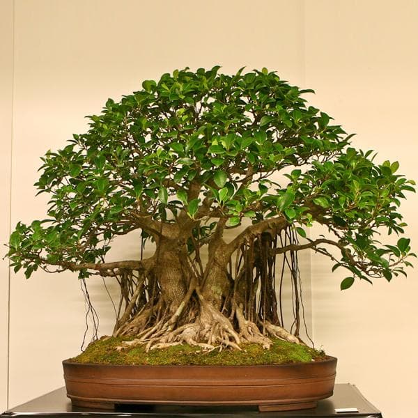 Ficus Multi Buy Ficus Multiroots 190cm - Plant online from Nurserylive at lowest price.