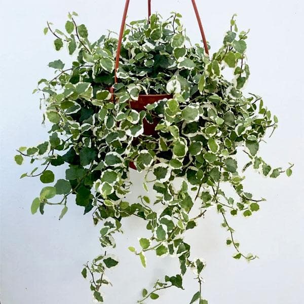 variegated hanging basket plant Buy Ficus pumila, Creeping fig variegated (Hanging Basket)