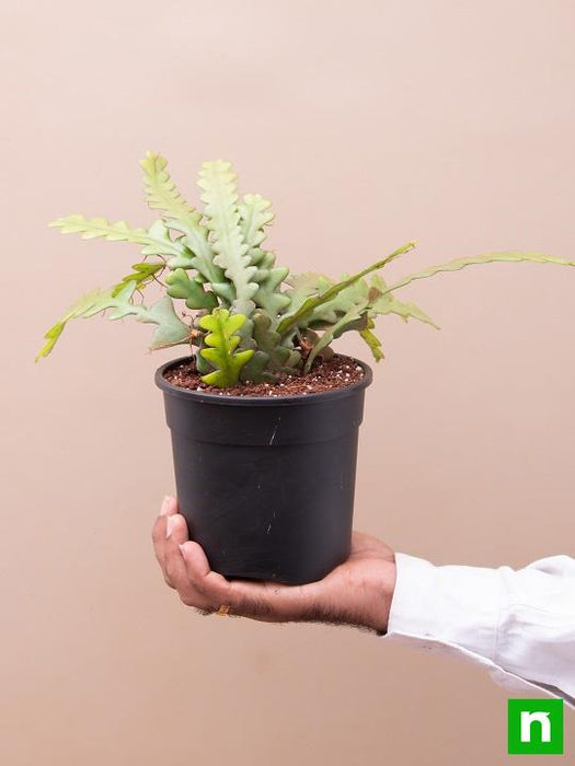 fishbone cactus - plant