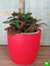 fittonia albivenis - plant