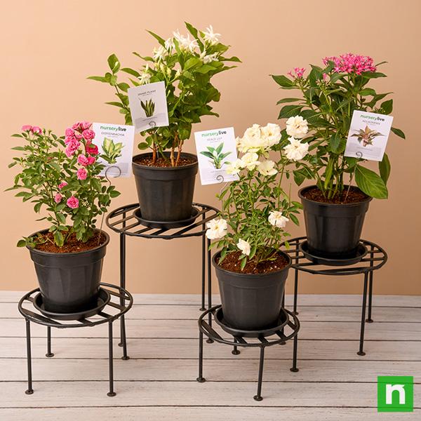 flowering plants with metal stand for sunny location 