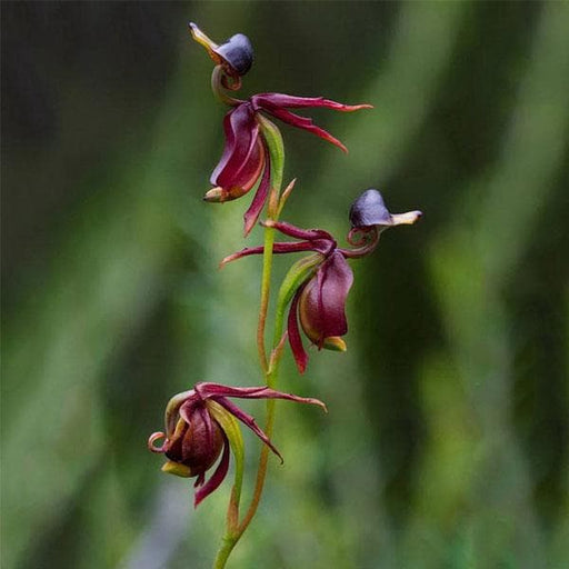 flying duck orchid - plant
