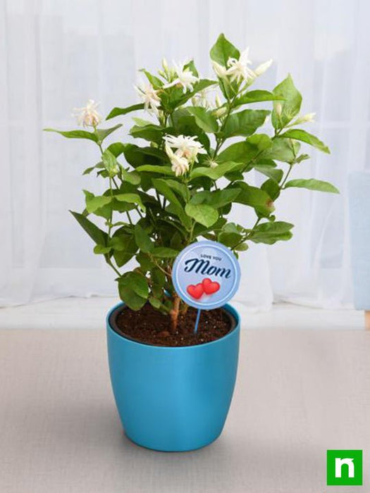 fragrant mogra plant for compassionate mom 
