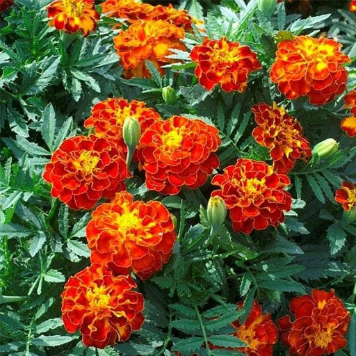 french marigold (red) - plant
