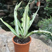 agave - plant