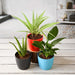 3 best plants indoor to beat the air pollution 