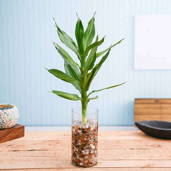 lucky bamboo in a glass jar Buy 30 cm Lotus Lucky Bamboo Plant in a Glass Vase with Pebbles online from Nurserylive at lowest price