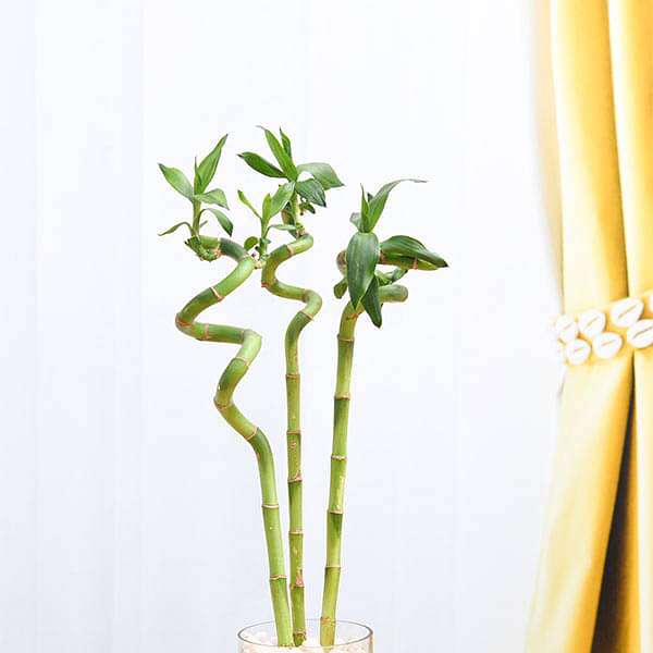 Pot's & Plant's Spiral Lucky Bamboo | 90cm Dancing Sticks | Air