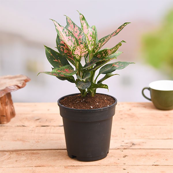 aglaonema pink dalmatian price Buy Aglaonema Pink Dalmatian