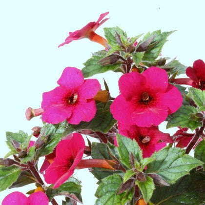 Buy Achimenes (Mix Colors)