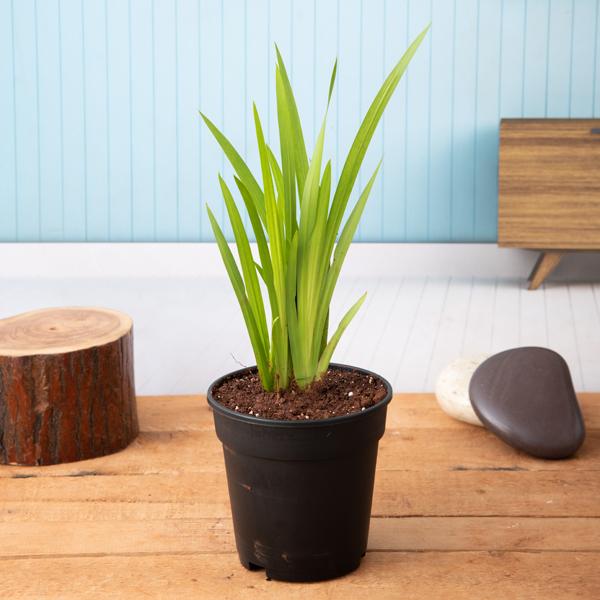 acorus calamus - plant