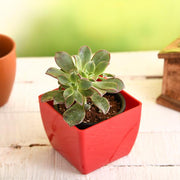 aeonium decorum tricolor - plant
