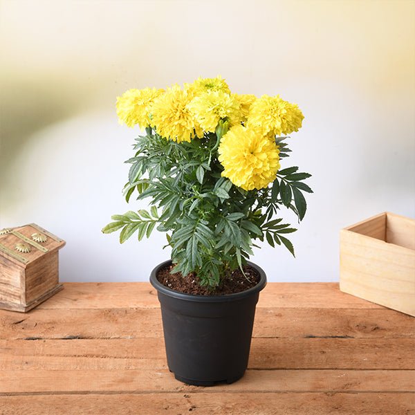 is marigold an indoor plant Buy African Marigold (Yellow)
