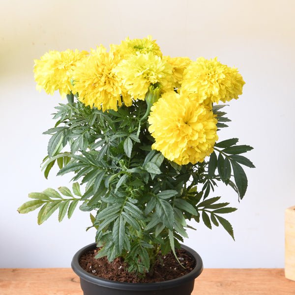 african marigold (any color) - plant
