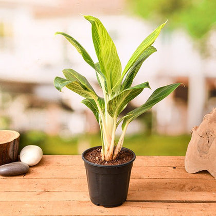 aglaonema brilliant price Buy Aglaonema Brilliant