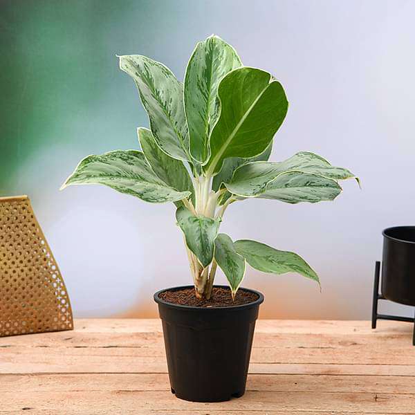 aglaonema prices Buy Aglaonema Commutatum Silver Queen