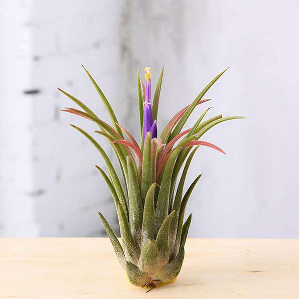 purchase air plants online Buy Air Plant, Tillandsia ionantha var. ionantha