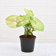 air purifier syngonium plant 