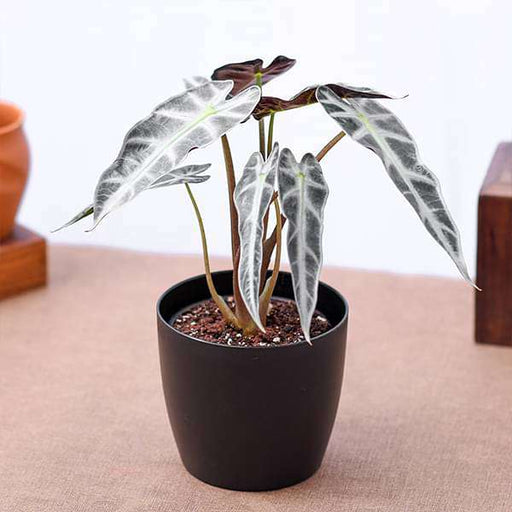 alocasia hybrid - plant