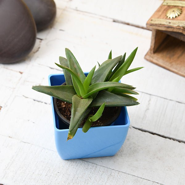 black gem succulent Buy Alworthia Black Gem