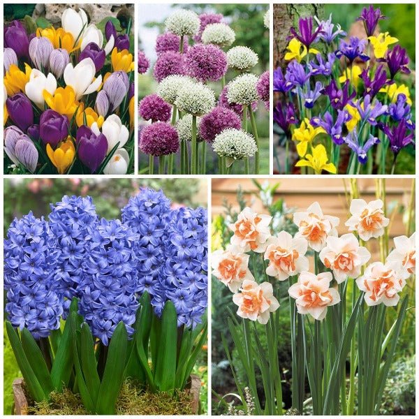 Buy Amazing Flower Bulbs - (15 Bulbs Pack) online from Nurserylive at ...