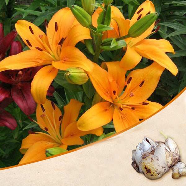 antequera asiatic lily (orange) - bulbs (set of 5)
