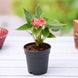 Product image thumbnail 1