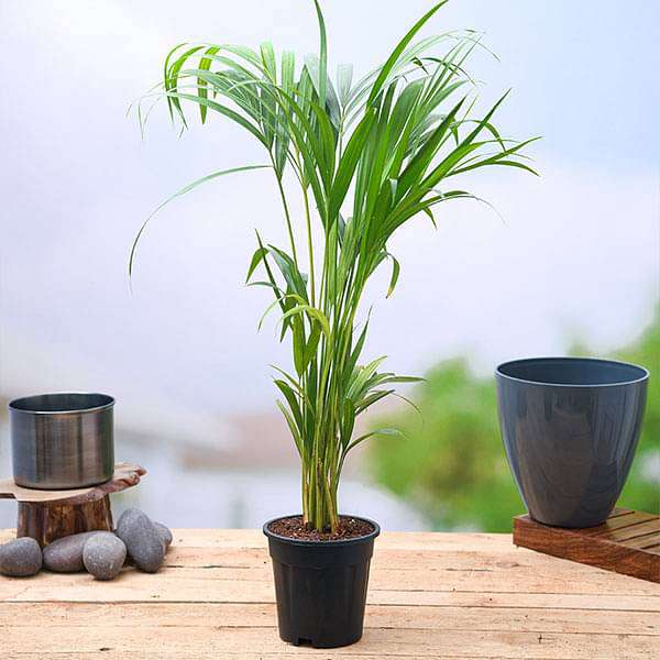 areca palm (small) plant in 4 inch (10 cm) pot 