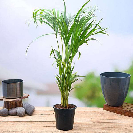 palm small plant Buy Areca Palm (Small) Plant in 4 inch Pot online from Nurserylive at lowest price