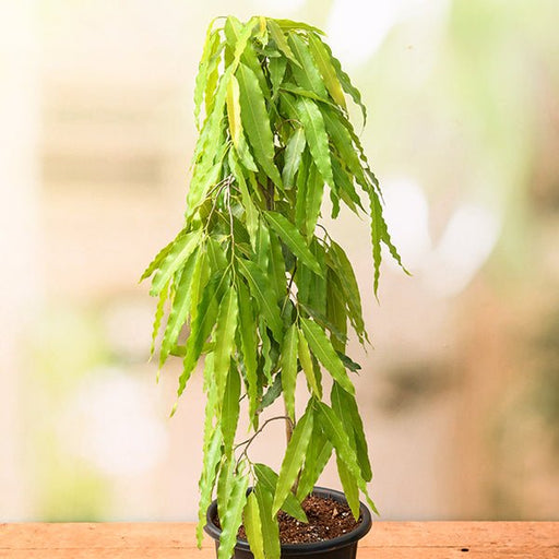 ashoka tree - plant
