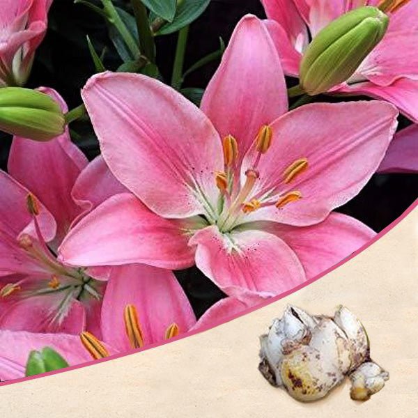 Asiatic Lily (Pink) - Bulbs